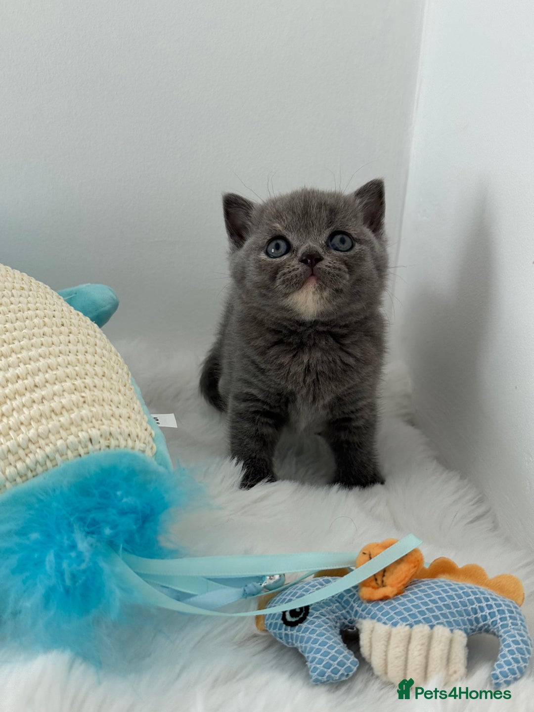 British Shorthair cats for sale: GCCF registered blue tortoise female kitten - Image 7