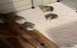 British Shorthair cats for sale: 🥰Beautiful kittens with rare colouring🥰 - Image 3