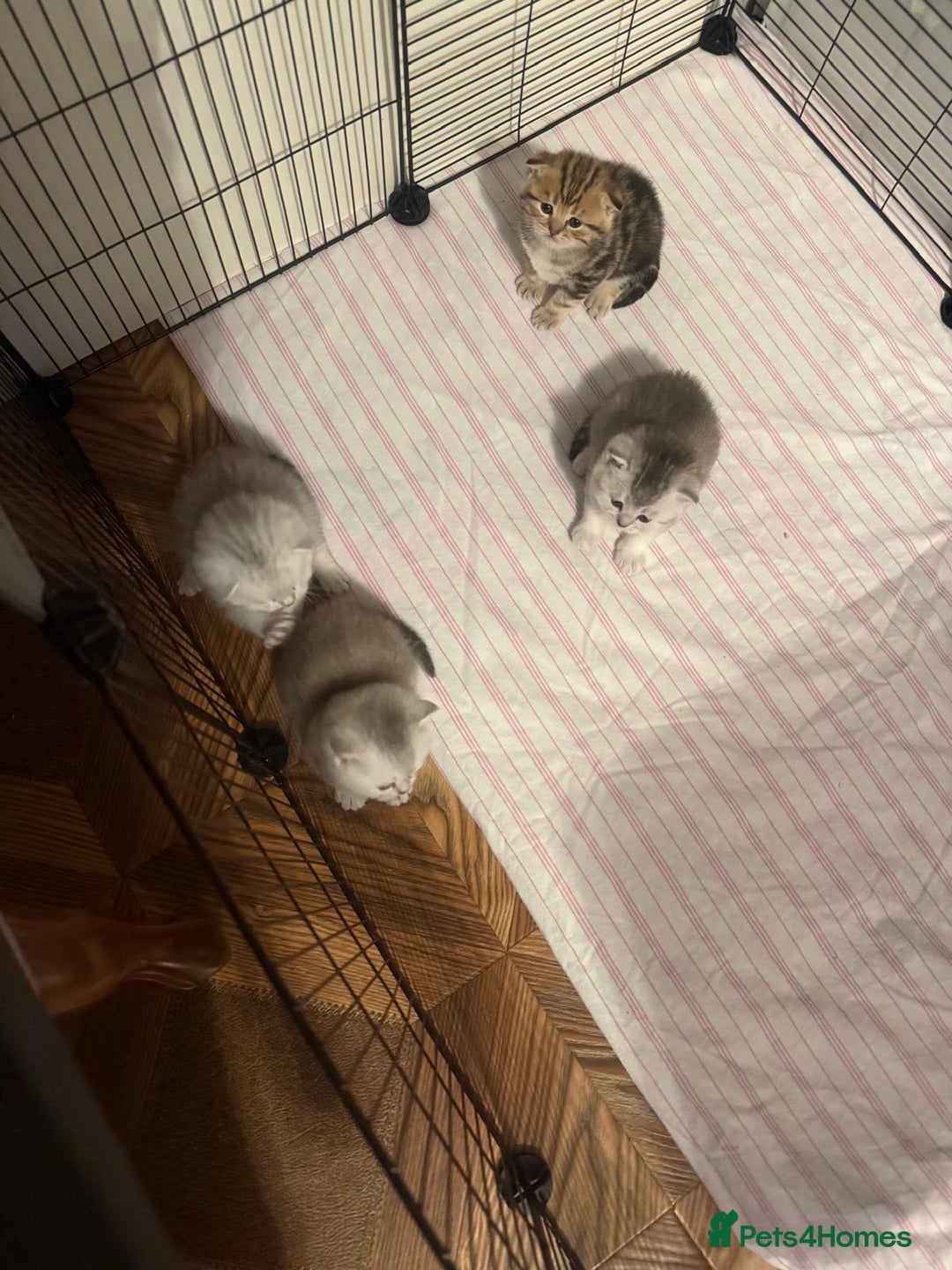 British Shorthair cats for sale: 🥰Beautiful kittens with rare colouring🥰 - Image 3