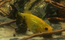 Other/Mixed Breed fish for sale: All fish sold individually for 10£ (info below) - Image 18