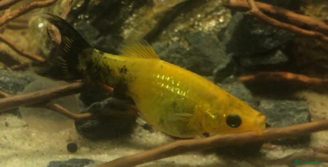 Other/Mixed Breed fish for sale: All fish sold individually for 10£ (info below) - Image 18