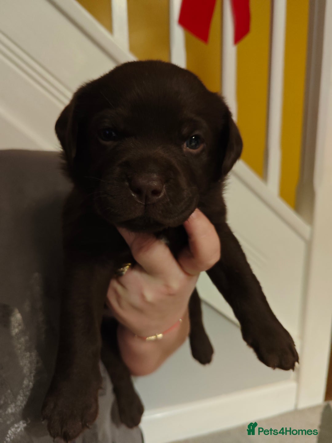 Labrador Retriever dogs for sale: Chocolate Labrador Retriever Puppies-Family Raised - Advert 10