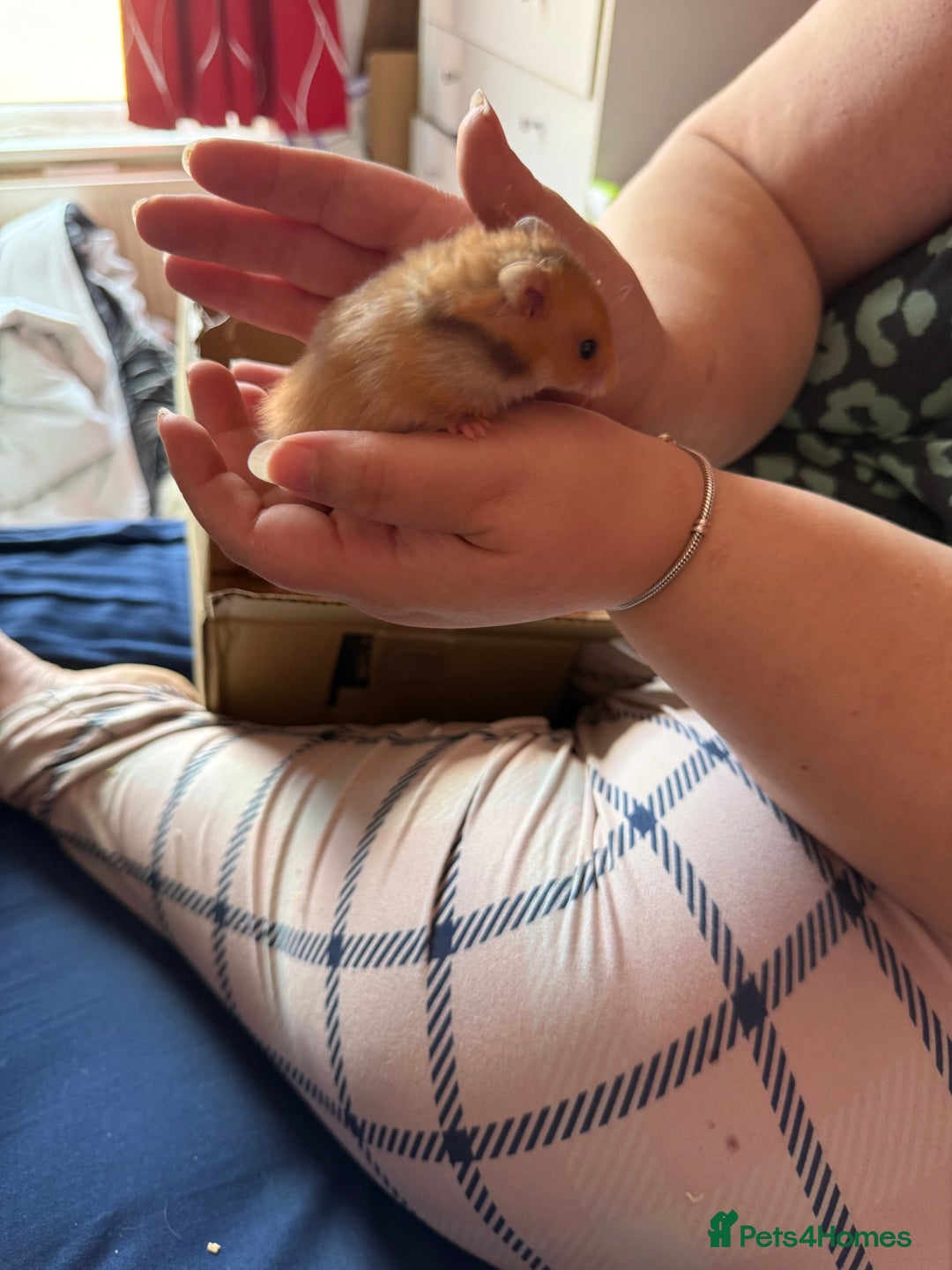 Mixed Breed rodents for sale: Downsizing my animal Collection  in Preston - Image 4