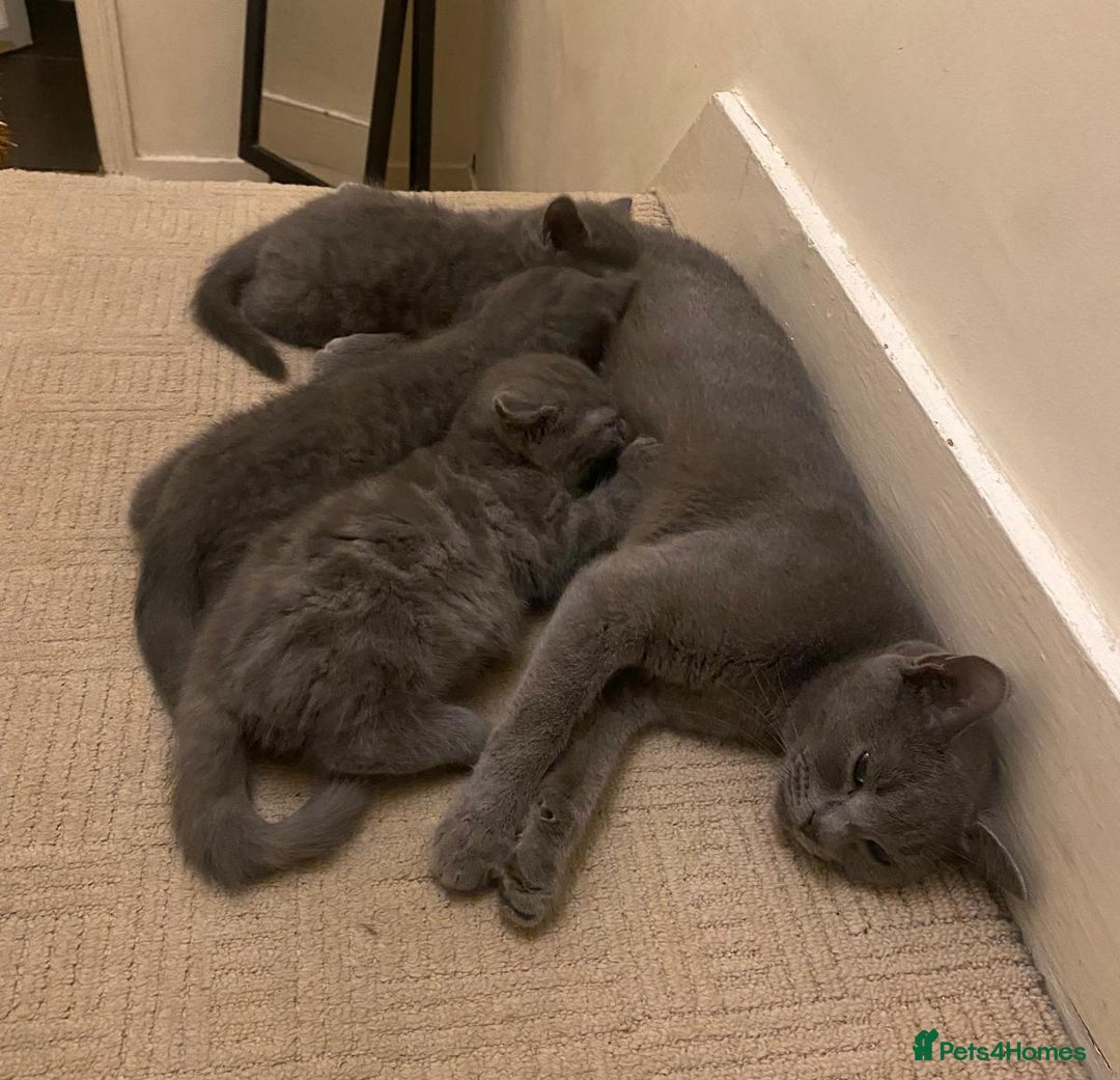 British Shorthair cats for sale: Lovely blue British shorthair kittens  - Advert 10