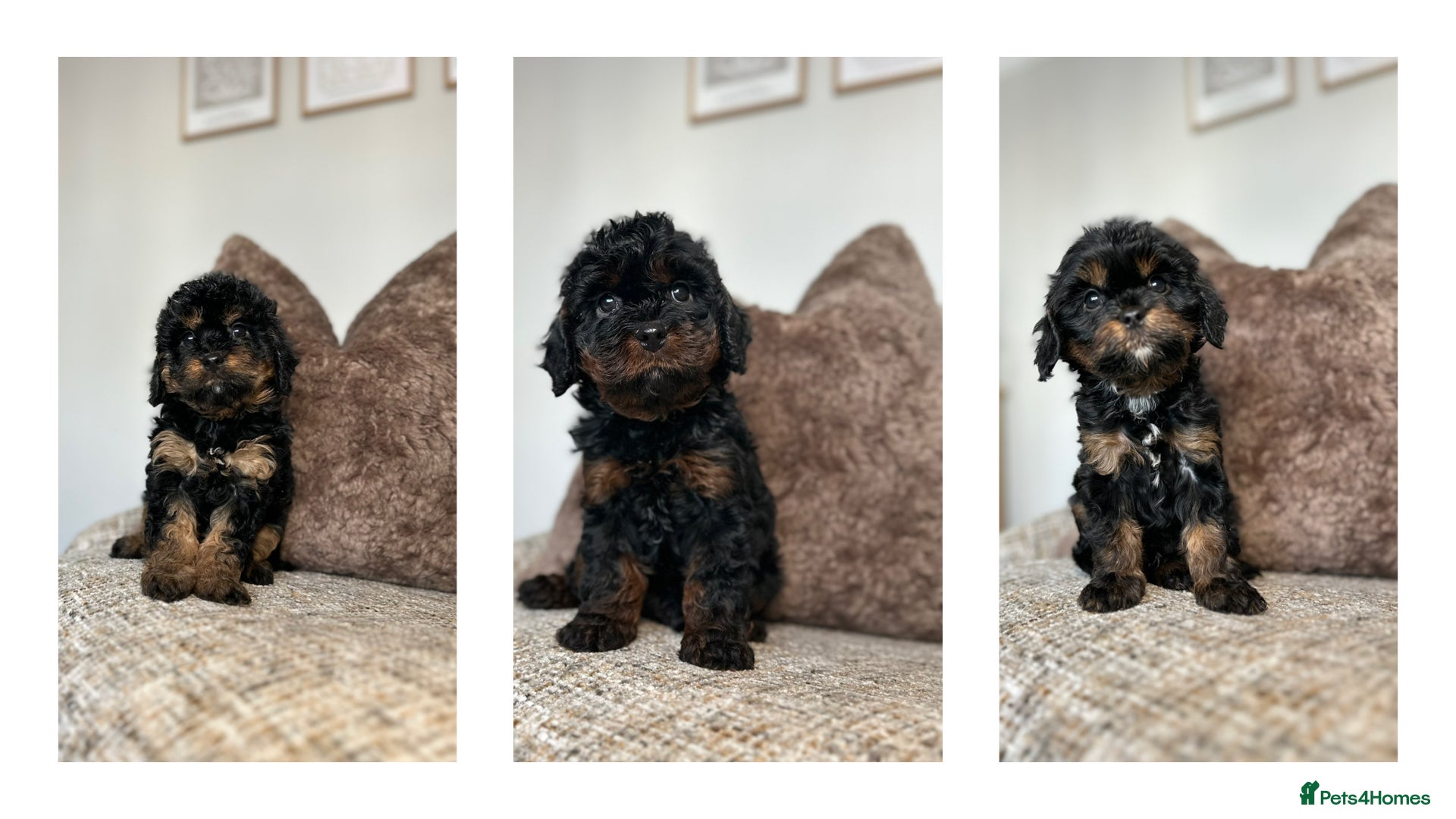Cavapoo dogs Adorable Cavapoo puppies. Health tested Parent.  - Advert 2