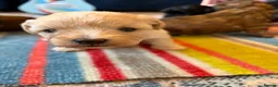 Shihpoo dogs for sale: Joanna Flynn  - Advert 12
