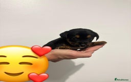 Jack Russell dogs for sale: Jack Russell Puppies  - Image 9