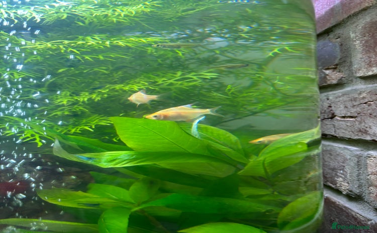 Barbs fish - Advert 1