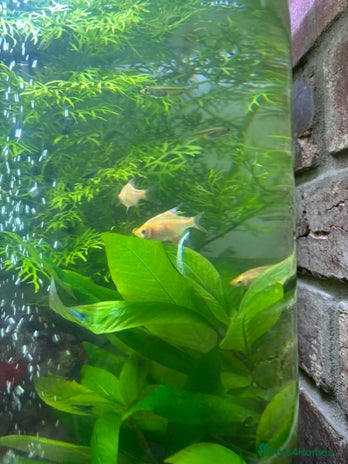 Barbs fish - Advert 6
