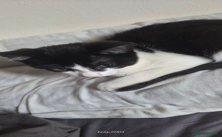 Mixed Breed cats - Advert 3