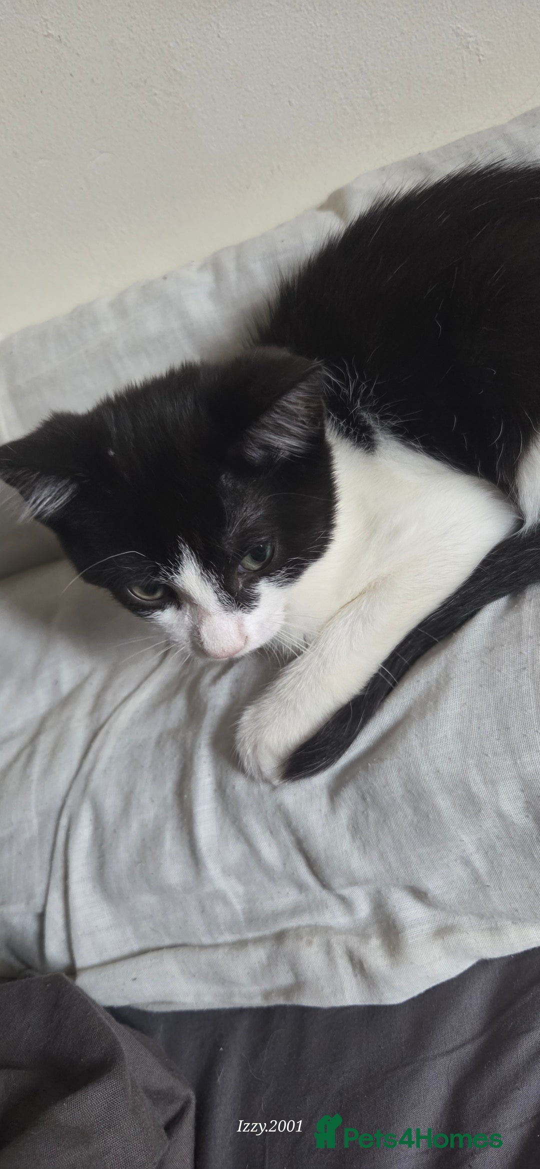 Mixed Breed cats for sale: Kittens  - Image 1