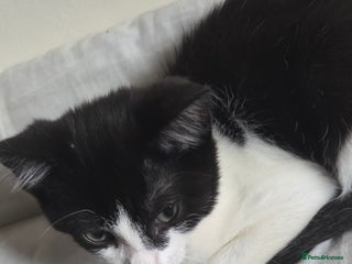 Mixed Breed cats - Advert 24