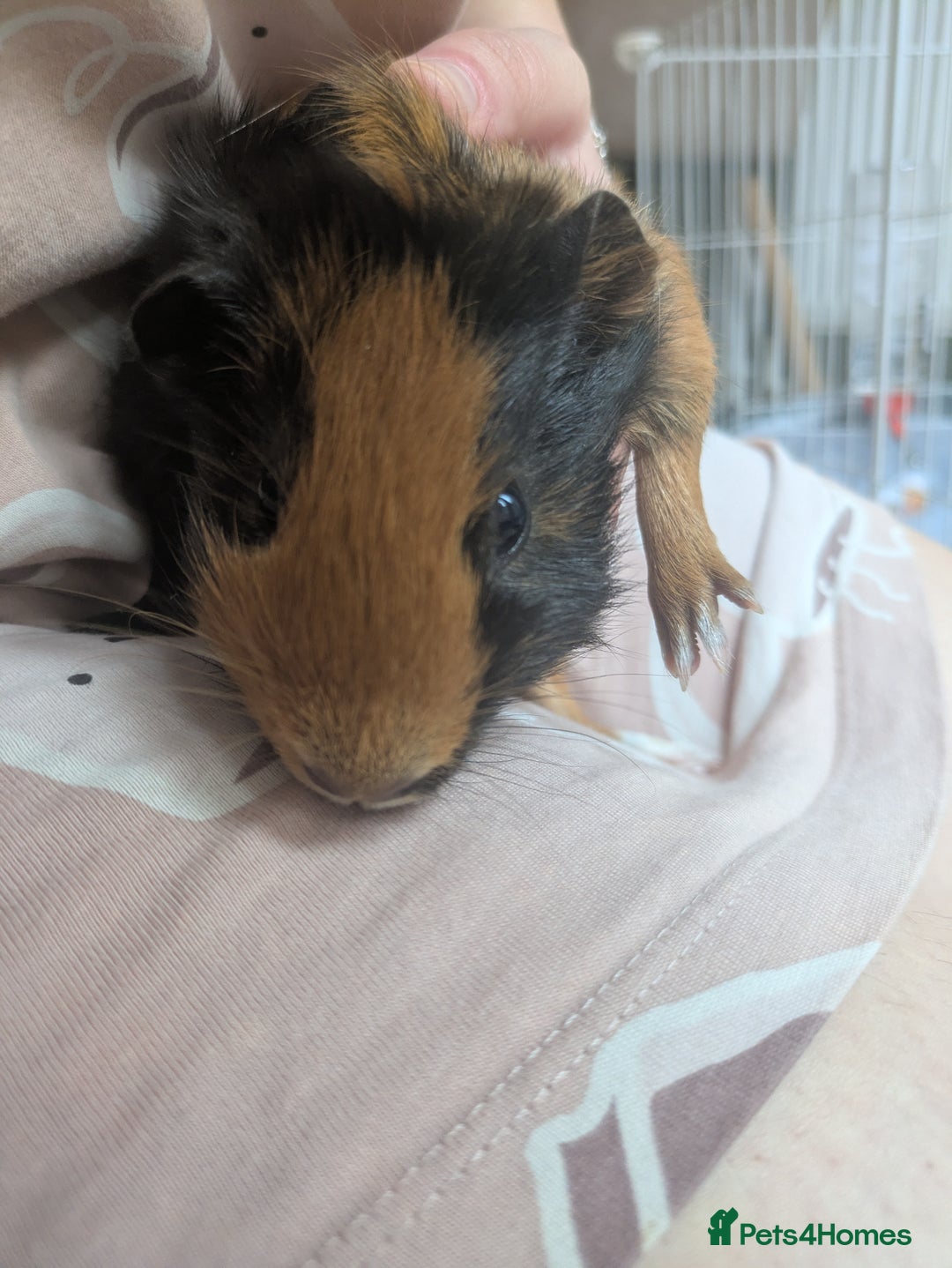 Guinea Pig rodents for sale: 2 male guinea pigs and cage + run+ accessories - Image 2