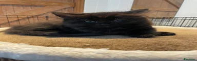 Black/ Dark brown 