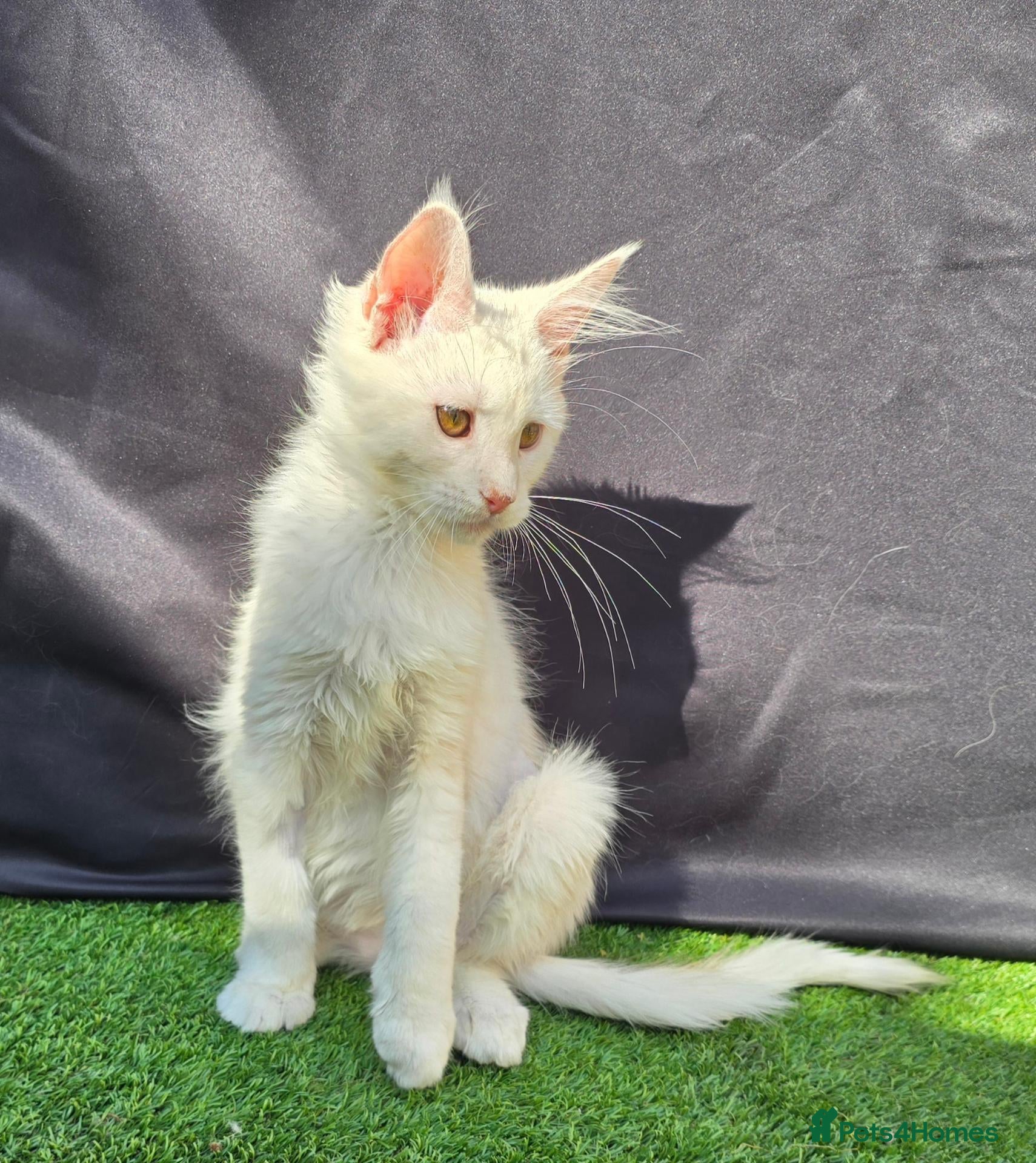 Maine Coon cats Ready now-Tica Maine Coon Kittens  - Advert 9