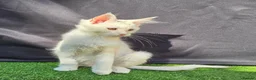 Maine Coon cats for sale: Ready now-Tica Maine Coon Kittens  - Advert 1