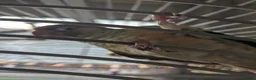 Conures birds for sale: Bonded Pair of Conures (Green Cheek & Pineapple) - Advert 21