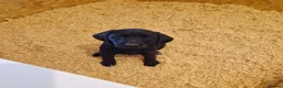 Labrador Retriever dogs for sale: Black Labrador’s in York - Advert 1