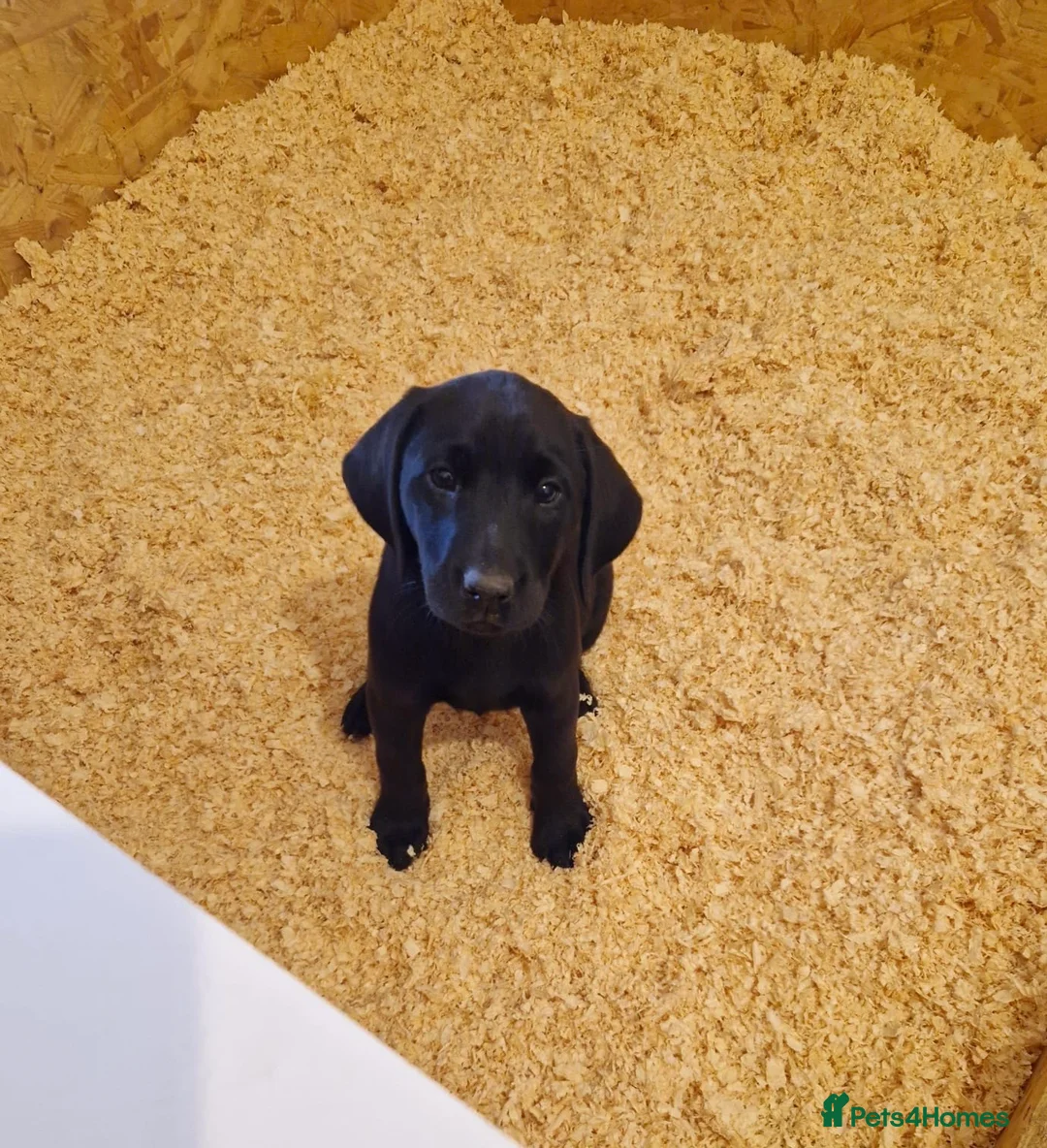 Labrador Retriever dogs for sale: Black Labrador’s in York - Advert 1