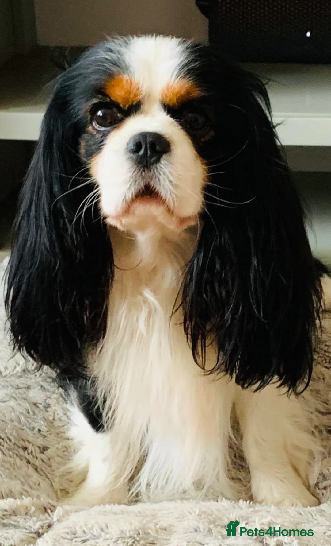 Cavalier King Charles Spaniel dogs for stud: Extensive health tested stud KC registered  - Advert 2