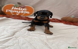 Dobermann dogs for sale: KC Reg European Doberman Pups Exceptional Line - Image 8