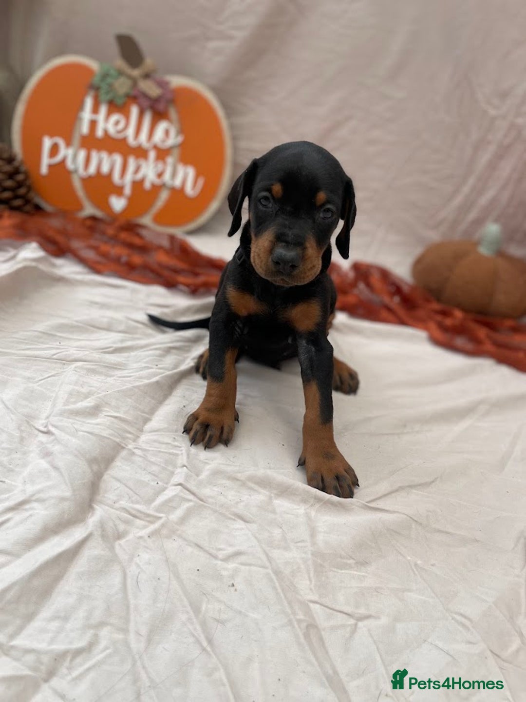 Dobermann dogs for sale: KC Reg European Doberman Pups Exceptional Line - Image 8