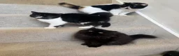 Persian cats for sale: Last kitten Persian girl black  - Advert 1