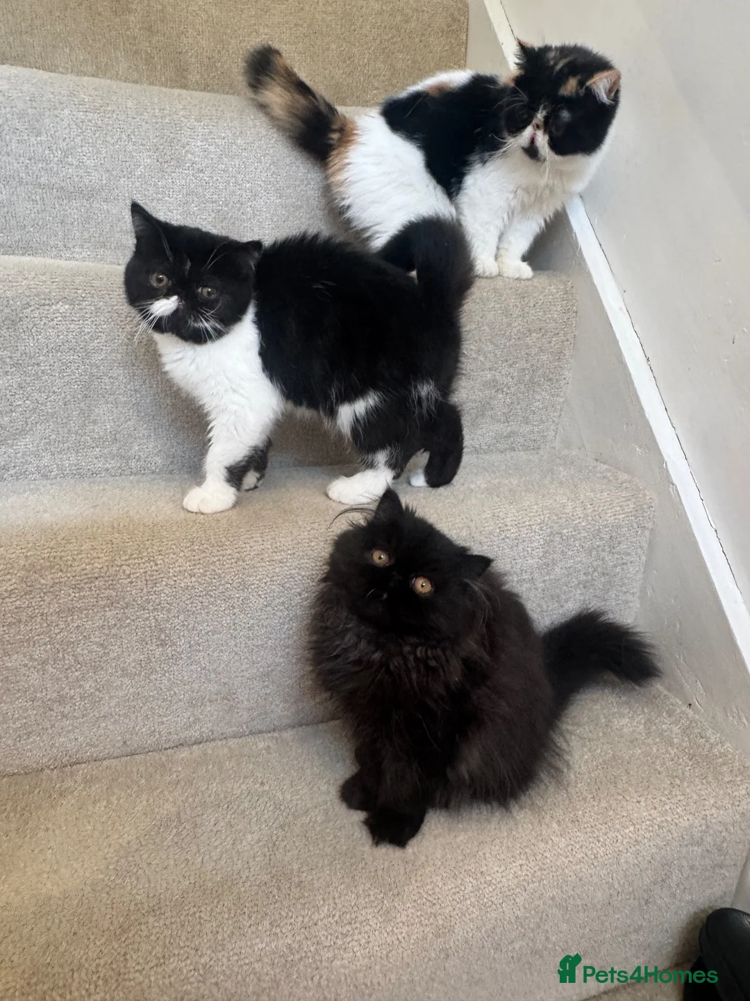 Persian cats for sale: Last kitten Persian girl black  - Advert 1