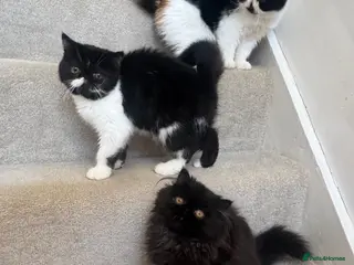 Persian cats Last kitten Persian girl black - Advert 11