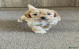 Cockapoo dogs for sale: 4 f2 cockapoos 2 males 1 female  - Image 11