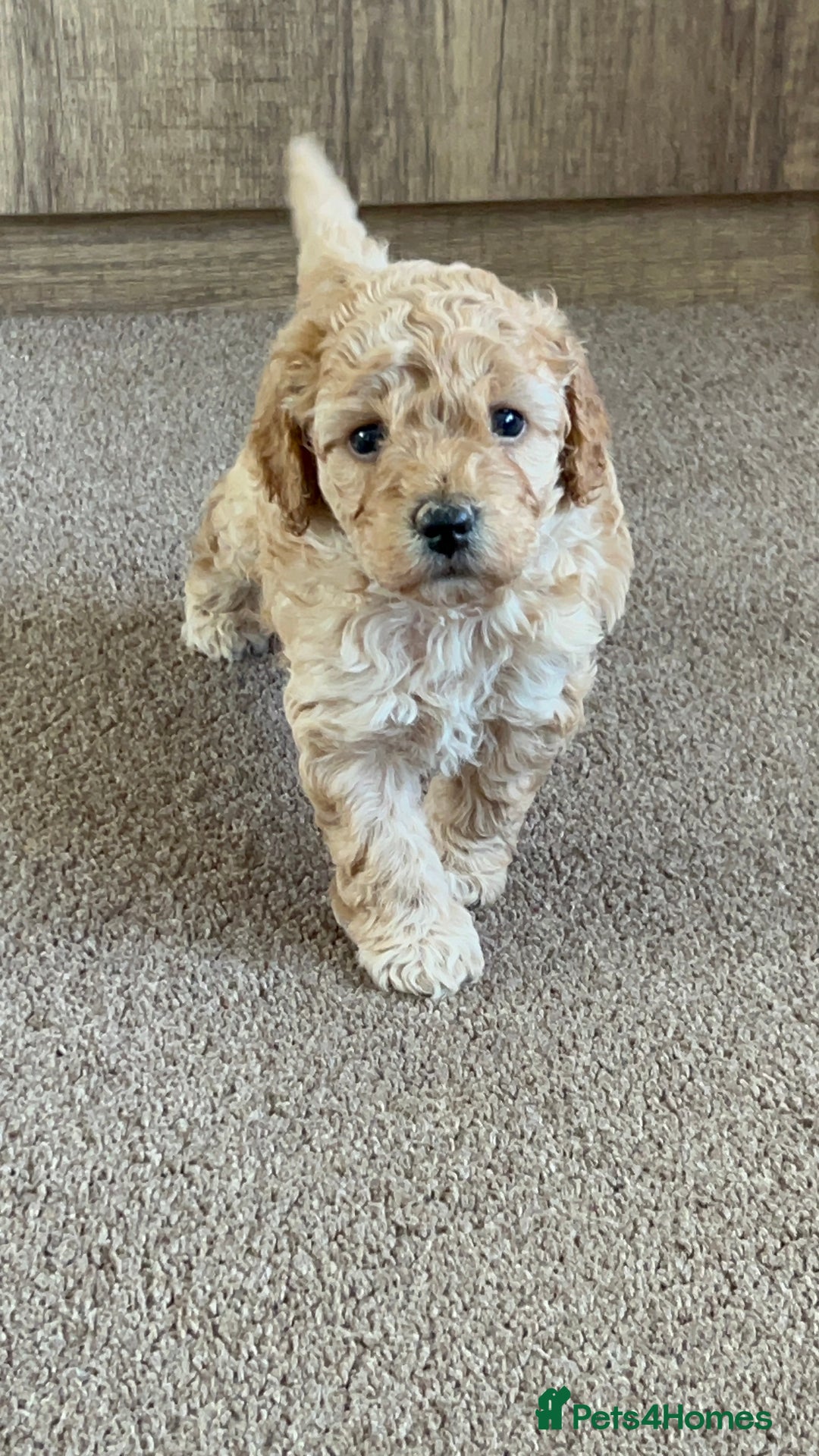 Cockapoo dogs for sale: 4 f2 cockapoos 2 males 1 female  - Image 11