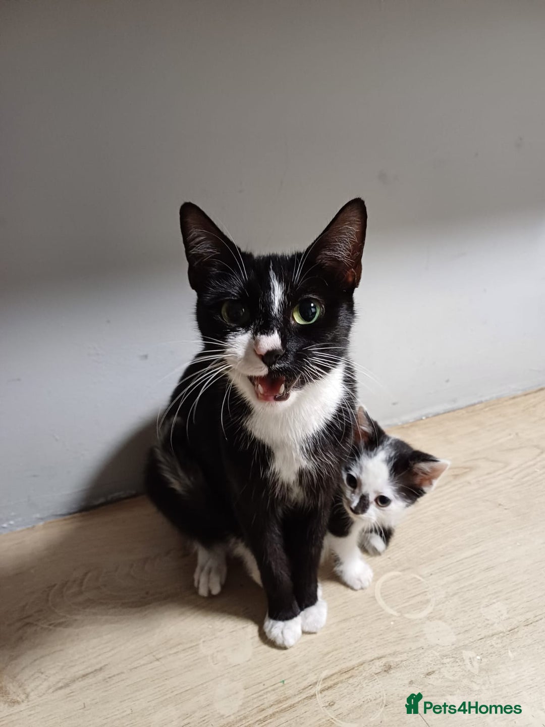 Mixed Breed cats for sale: 3 playful kittens  - Advert 1