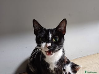 Mixed Breed cats 3 playful kittens - Advert 2