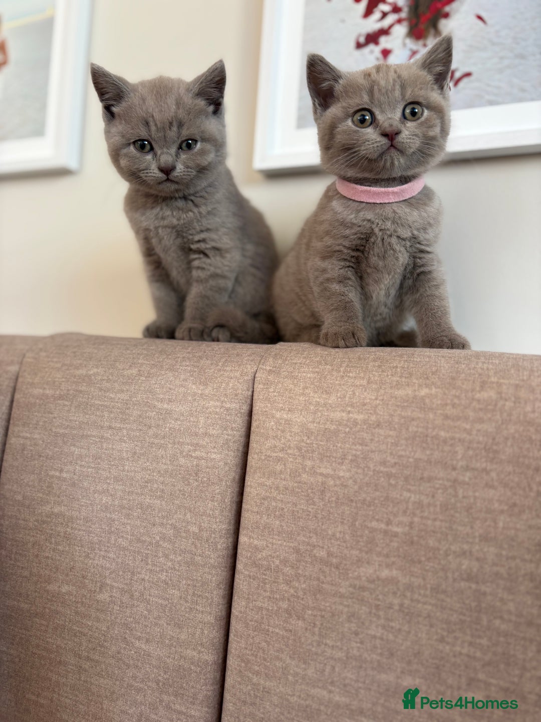 British Shorthair cats for sale: Beautiful British Shorthair Kittens  - Image 6
