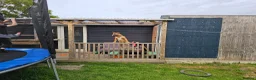 English Bull Terrier dogs for sale: Red and White  , English Bull Terrier  in Morpeth - Advert 3