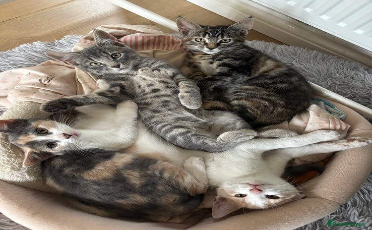 Mixed Breed cats - Advert 1