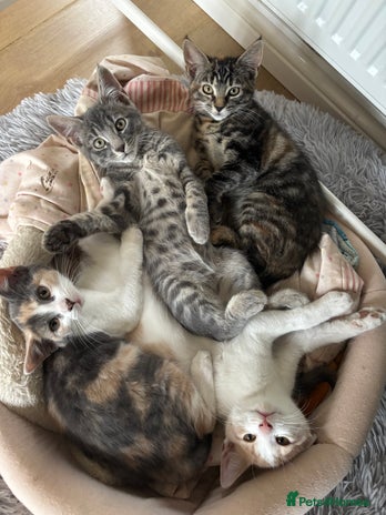 Mixed Breed cats - Advert 1