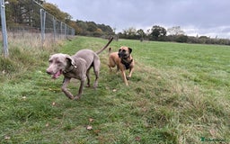 Weimaraner dogs for sale: Tommy  - Image 6
