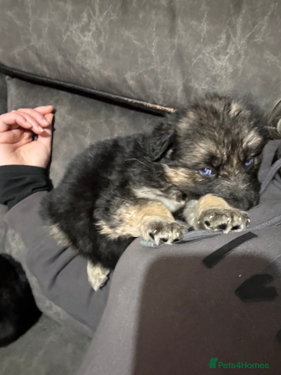 Shepsky dogs for sale: Shepsky puppies looking for forever home - Advert 5