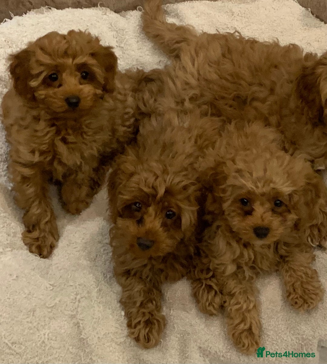 Cavapoo dogs for sale: Cavapoo Puppies For Sale  - Advert 1