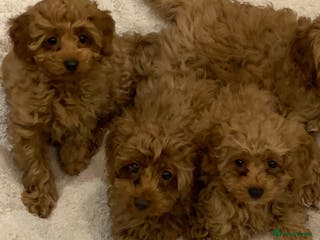 Cavapoo dogs Cavapoo Puppies For Sale - Advert 4