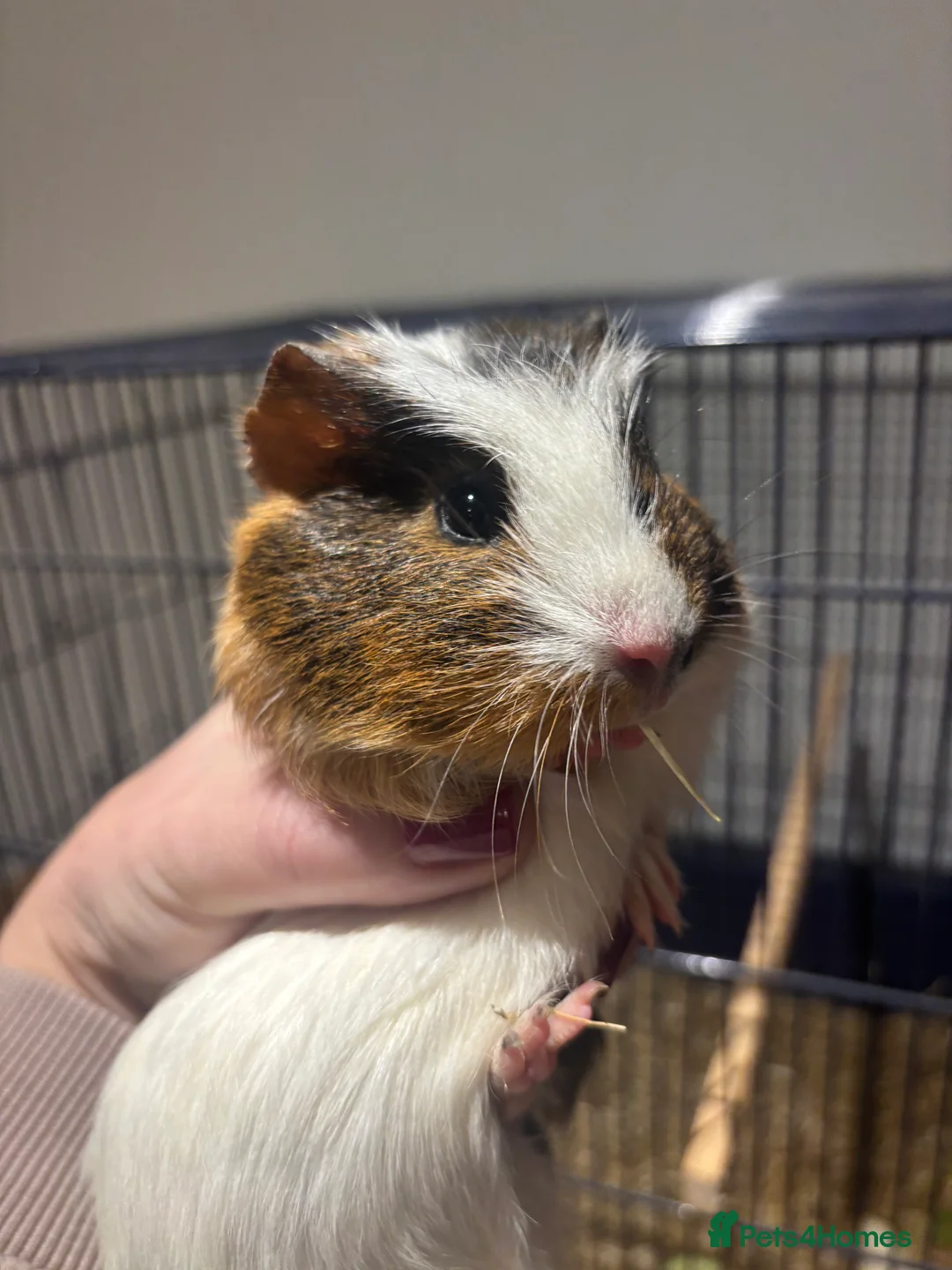 Mixed Breed rabbits for sale: Guinea pigs for sales - Advert 3