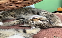 Mixed Breed cats for sale: Sweet natured kittens ready to go - Advert 16