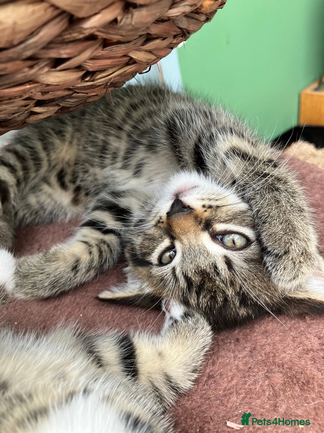 Mixed Breed cats for sale: Sweet natured kittens ready to go - Advert 16