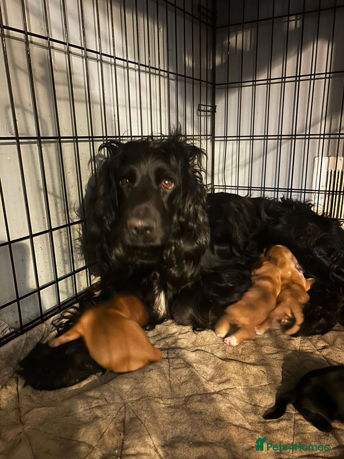Cocker Spaniel dogs 2 golden cocker spaniel females - Advert 1