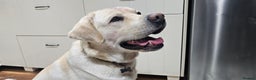 Labrador Retriever dogs for stud: Stunning Labrador, Champion Lines, Discounted Fee in Huddersfield - Advert 31