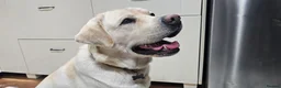 Labrador Retriever dogs for stud: Stunning Labrador, Champion Lines, Discounted Fee in Huddersfield - Advert 31