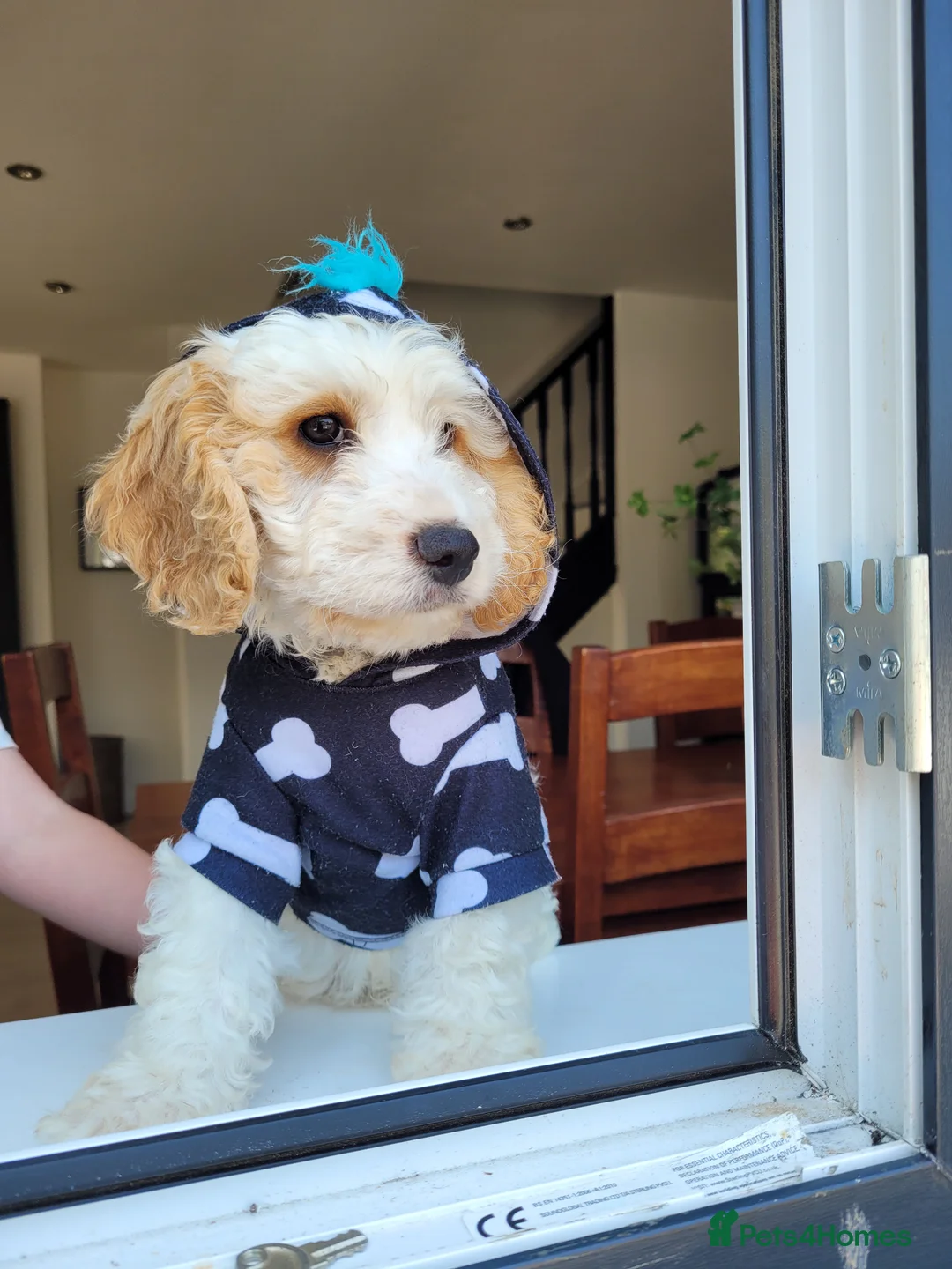 Miniature Poodle dogs for stud: Our Very handsome, charming Red Miniature Poodle  in Warrington - Advert 28