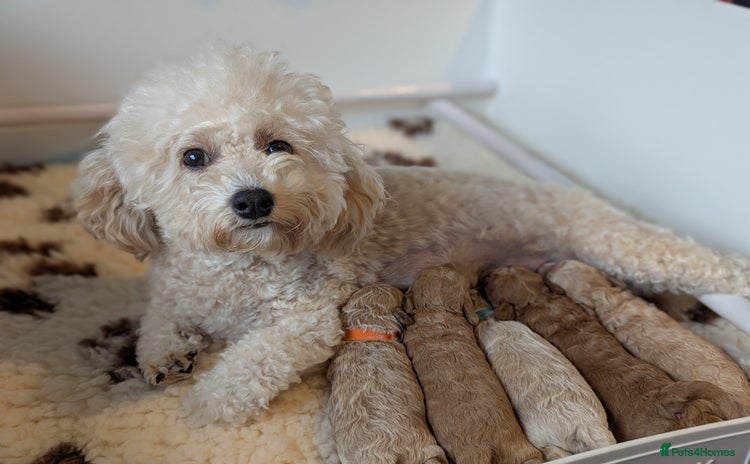 Poochon dogs - Advert 1