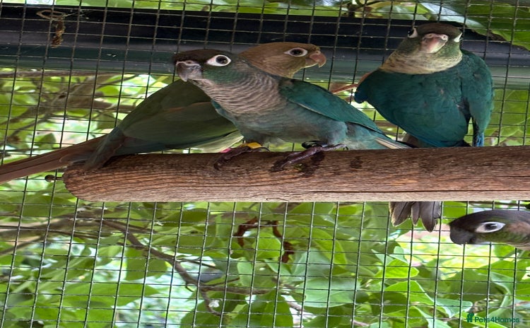 Conures birds - Advert 1